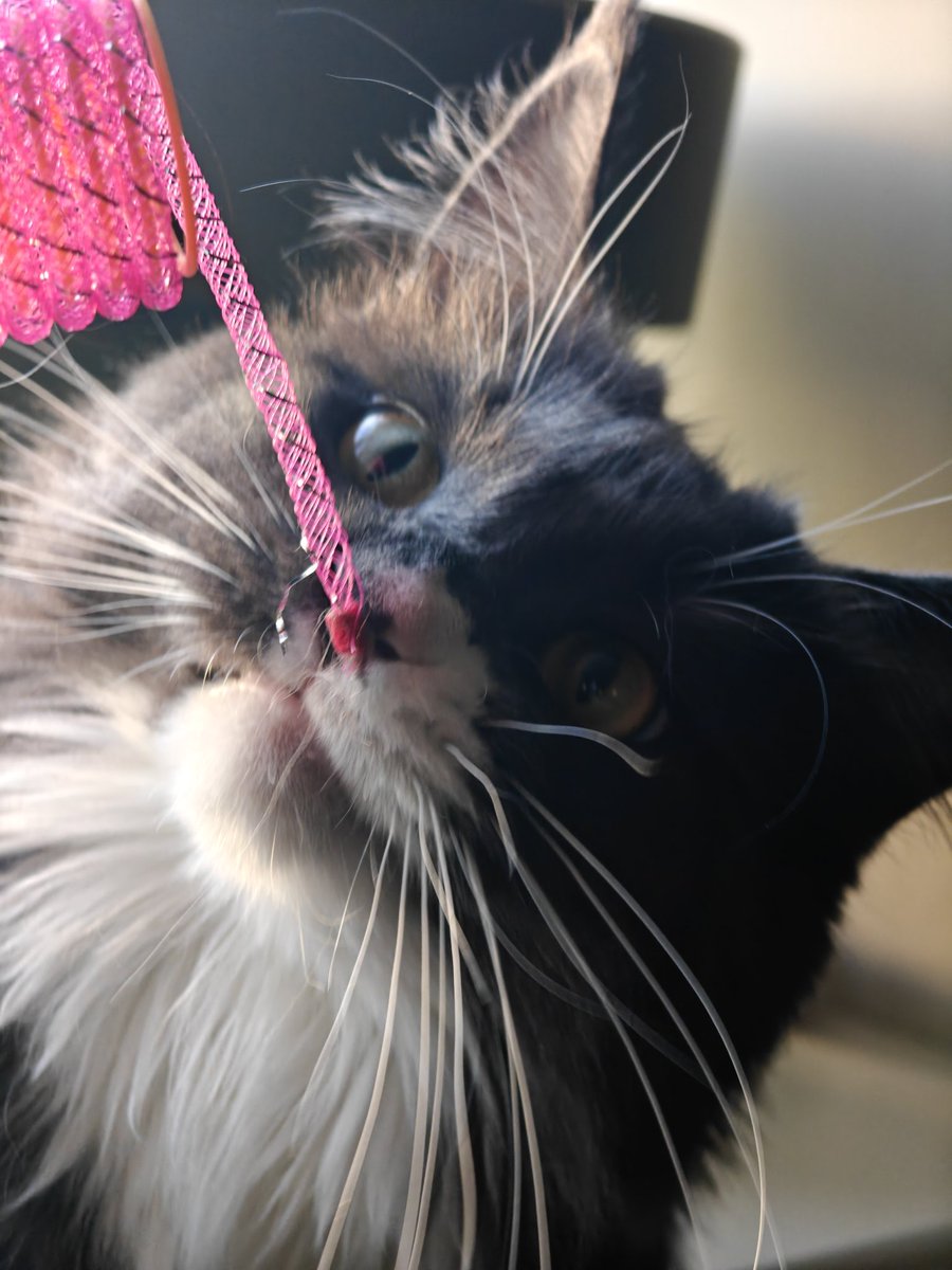 Знакомьтесь, это Стеша.
Она породы мейн-кун