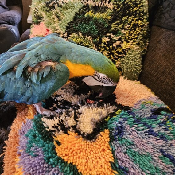 Stanley is looking for a new home. Learn  more about Stanley and how to apply for him here: birdline.co.uk/bird/stanley/

#FostersSaveLives #ParrotRescue #BirdlineUK #BlueAndGoldMacaw 🦜