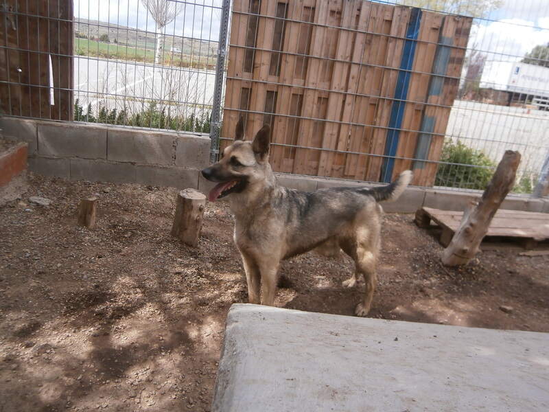 🧸OSITO🧸

Mestizo de Husky
Sano, activo, cariñoso. Las temperaturas extremas le afectan negativamente.
Pasea muy bien con correa.
En el refugio desde 2018, con 4años. Su humana falleció.

Un perro maravilloso. 
ADOPTA A OSITO

Protectora Huellas #Ávila
629 16 57 88
685 84 00 66
