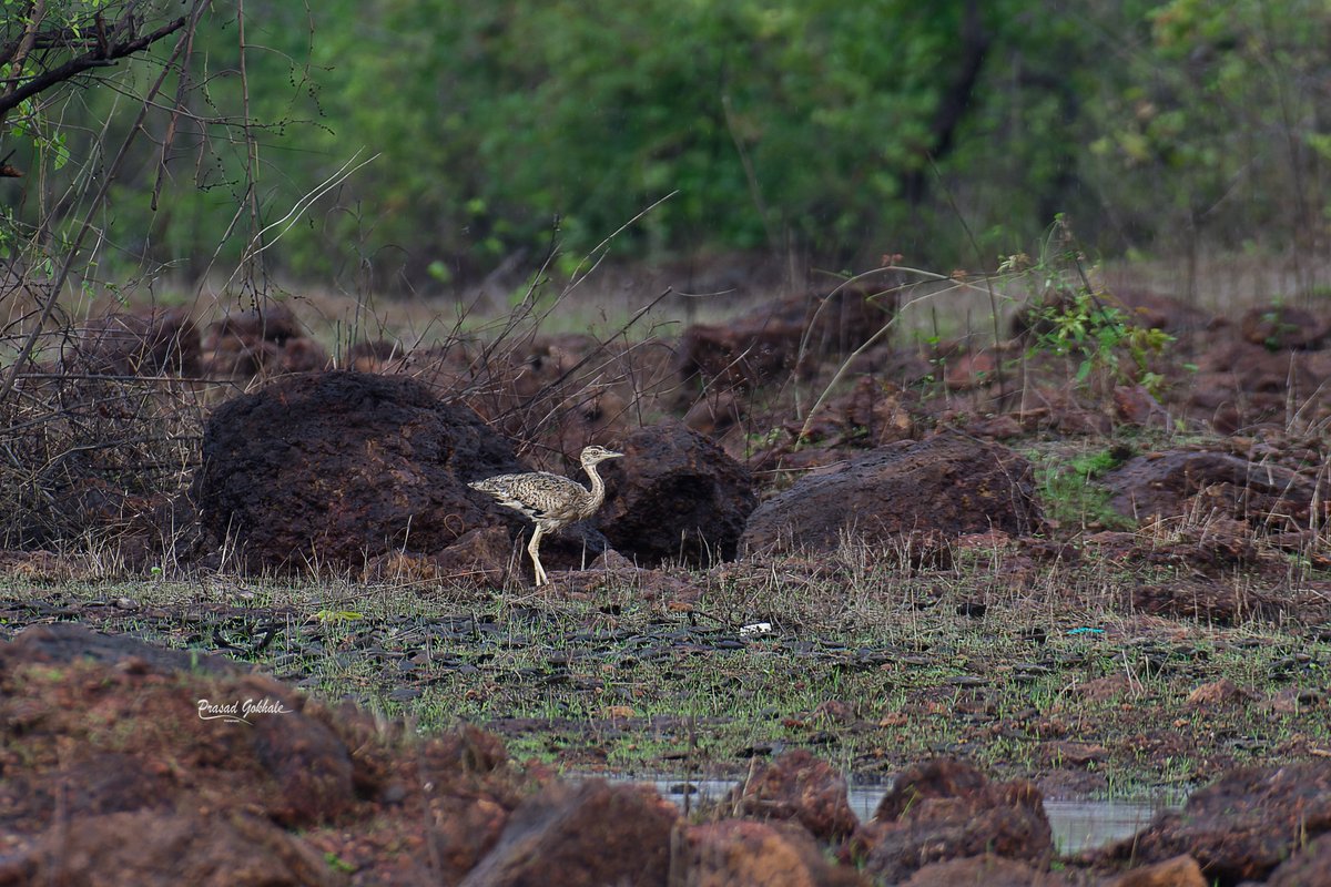 Akshay Mandavkar🌿 (@akshay_journo) on Twitter photo Critically Endangered lesser florican (female) spotted in Ratnagiri, Maharashtra. Birder Adv. Prasad Gokhale saw this bird in one of the plateaus in Ratnagiri.
Read - mahamtb.com//Encyc/2025/5/…
<a href="/ranjeetnature/">Ranjeet Shamal Bajirao Jadhav</a> <a href="/kedargore/">Kedar Gore</a> <a href="/TamhiniGhat/">Tamhini Ghat</a> <a href="/birdcountindia/">Bird Count India</a> <a href="/prernabindra/">prerna singh bindra 🐘🐅🐾</a> <a href="/nivedita_Him/">Nivedita Khandekar</a> Critically Endangered lesser florican (female) spotted in Ratnagiri, Maharashtra. Birder Adv. Prasad Gokhale saw this bird in one of the plateaus in Ratnagiri.
Read - mahamtb.com//Encyc/2025/5/…
<a href="/ranjeetnature/">Ranjeet Shamal Bajirao Jadhav</a> <a href="/kedargore/">Kedar Gore</a> <a href="/TamhiniGhat/">Tamhini Ghat</a> <a href="/birdcountindia/">Bird Count India</a> <a href="/prernabindra/">prerna singh bindra 🐘🐅🐾</a> <a href="/nivedita_Him/">Nivedita Khandekar</a>