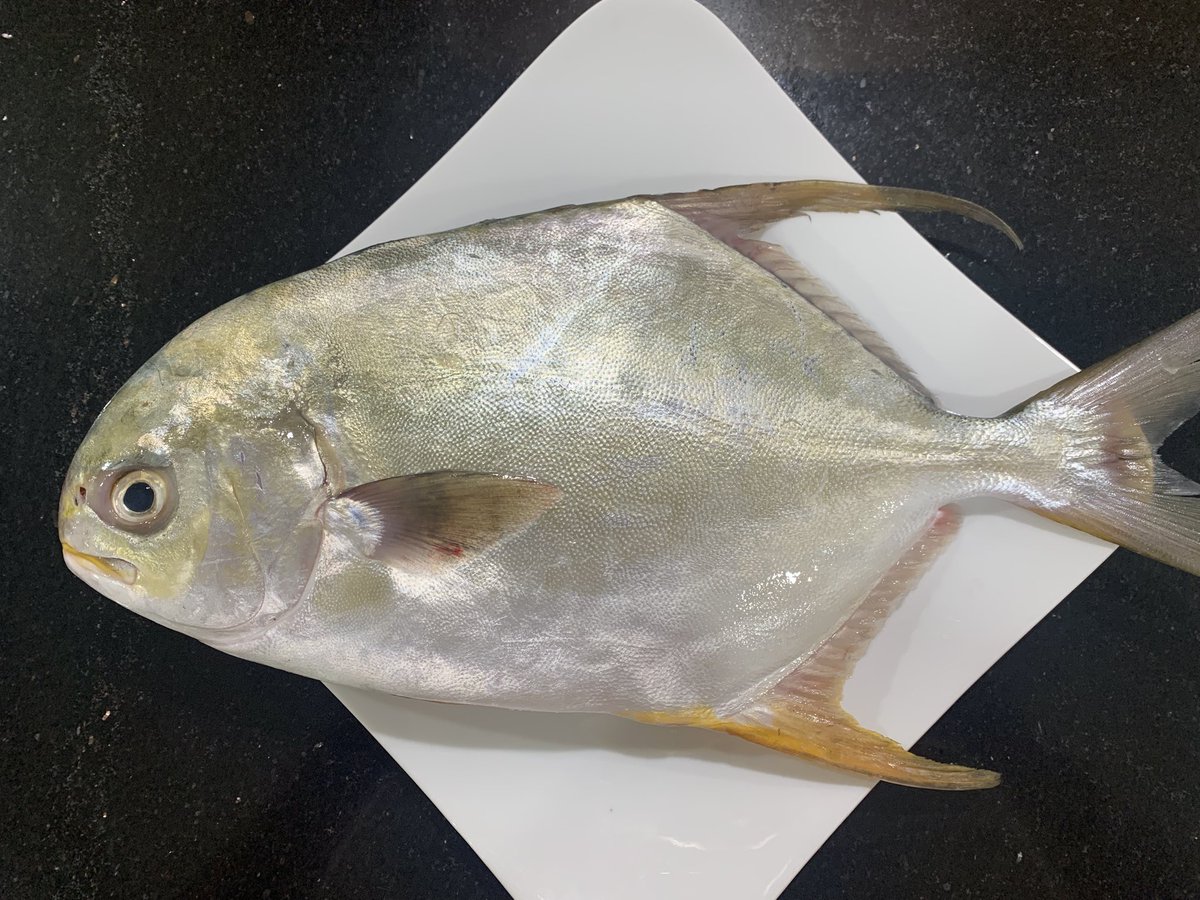 CULI29205325's tweet photo. 今宵の娘🐟は😍、、、

Cá chim trắng (マルコバン)🐟

#41cm
#170K丼
#この娘は大きければ大きいほど脂がのってる🤤 https://t.co/whsea68p4q
