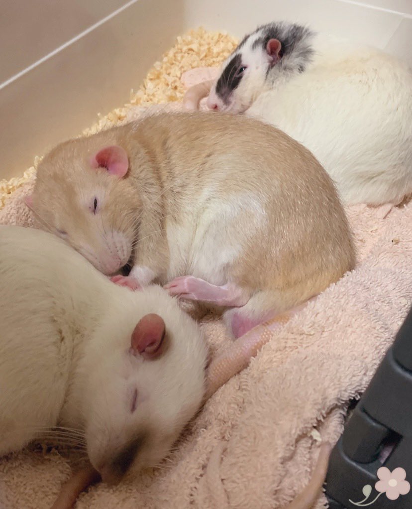 mb8lnmm's tweet image. ゆっくりおやすみ🐀🌃