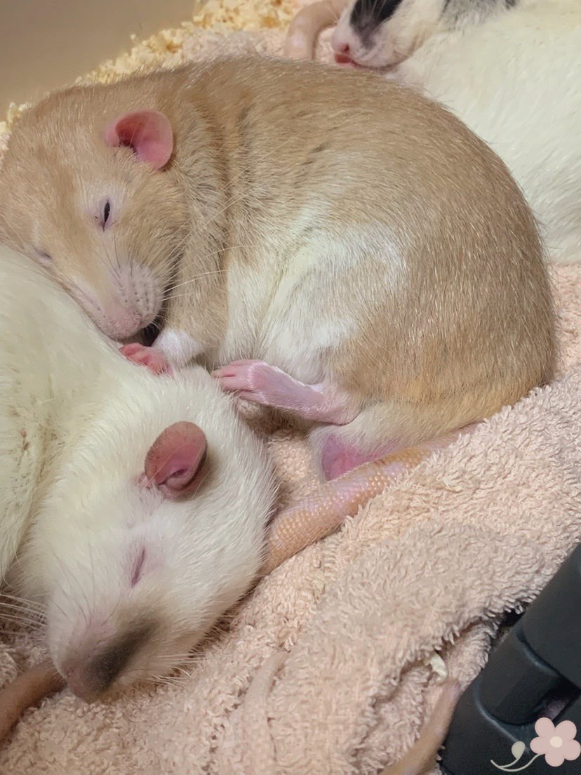 mb8lnmm's tweet image. ゆっくりおやすみ🐀🌃