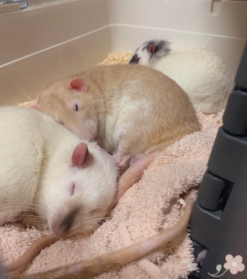 mb8lnmm's tweet image. ゆっくりおやすみ🐀🌃