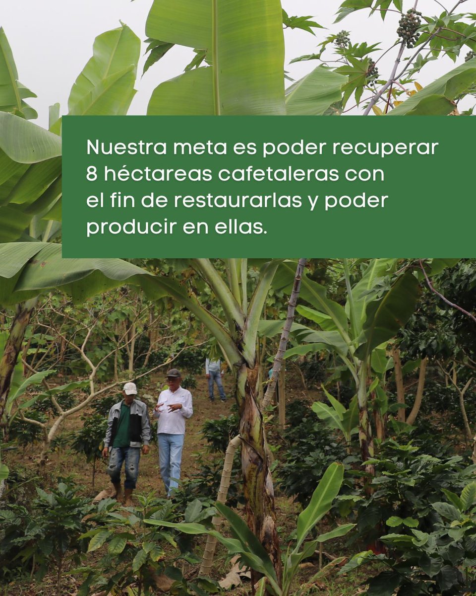 provita_ong's tweet photo. ¡Continuamos avanzando con el proyecto Aves y Café!✨ 

🌱Con el apoyo de ABC, arrancamos una nueva etapa de actividades en marzo, con la meta de restaurar 8 hectáreas de cafetales abandonados procurando mantener la conexión  con  el Paisaje Ornitológico de la Cordillera Costera, del norte de Venezuela.🌳 

🌿El objetivo es plantar alrededor de 1.500 árboles nativos y 20.000 plantas de café, como parte de un sistema agroforestal, y así continuar apoyando a nuestros productores.

#ProvitaONG #AvesyCafé #Caficultores #Venezuela #CaféconConciencia