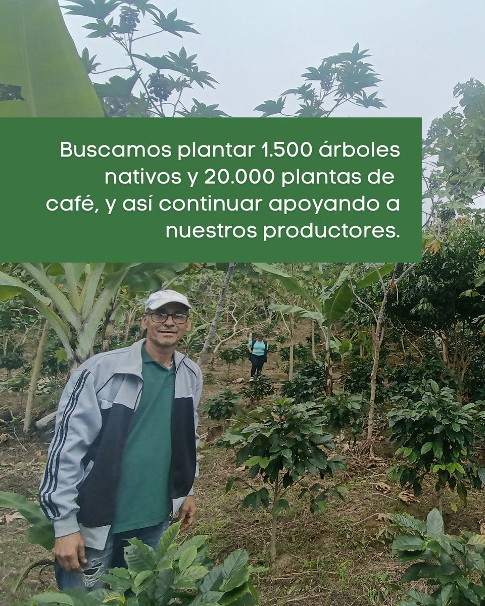 ¡Continuamos avanzando con el proyecto Aves y Café!✨ 

🌱Con el apoyo de ABC, arrancamos una nueva etapa de actividades en marzo, con la meta de restaurar 8 hectáreas de cafetales abandonados procurando mantener la conexión  con  el Paisaje Ornitológico de la Cordillera Costera,