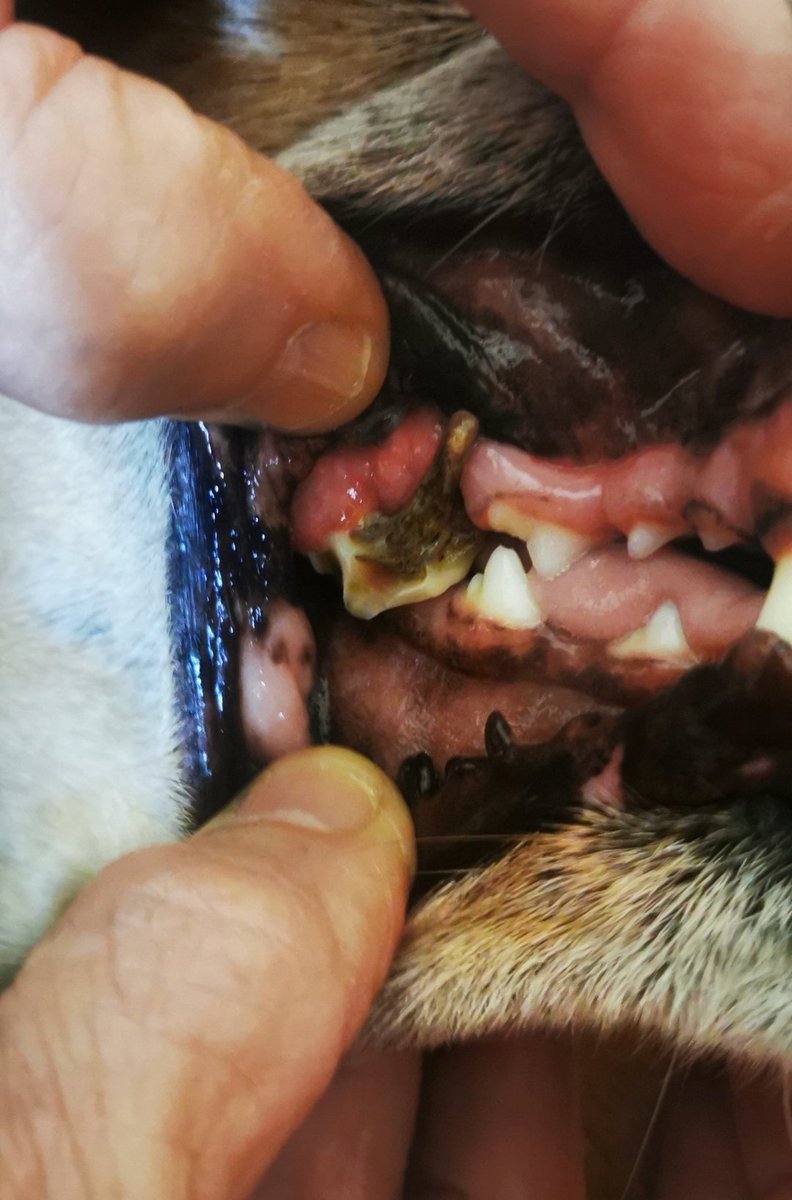 EnzimaOliveira's tweet photo. #AjudaAnimal #SalvarAJolie #DogInPain #AnimalSOS #PetSurgery #DoePelaJolie #PetEmergency #AnimalRescue #SupportPets #CrowdfundingForPets #HelpSaveJolie https://t.co/ZJwWlJhFWI
