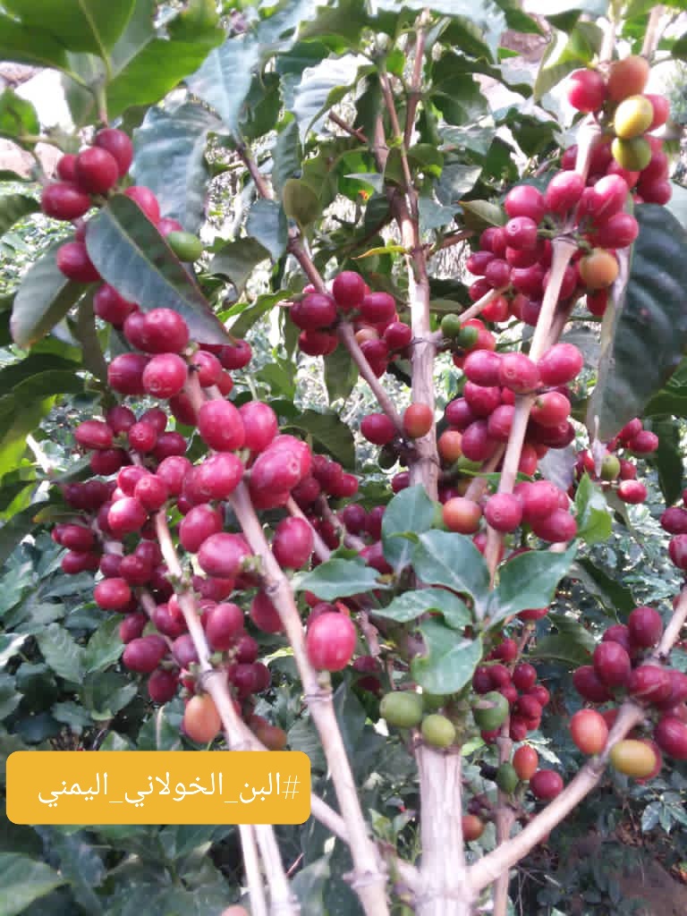 نكهات #البن_الشطيلي لاتختلف عن غيره من اصناف #البن_اليمني الا ان المرارة فيه تكون ملموسة ،خاصة عند تحميص البن بشكل داكن ،او عند استخدام نسبة عالية من #البن عند تحضير #القهوة.