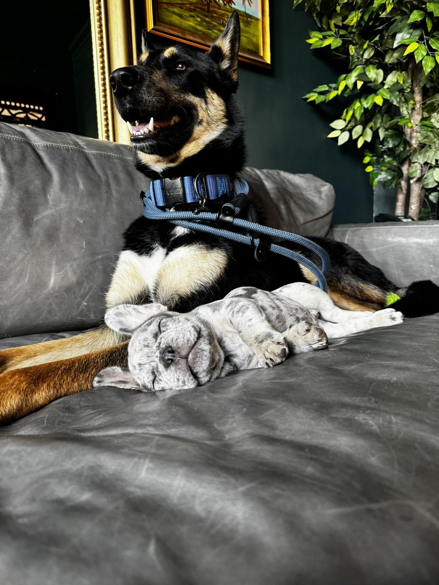 kaytorade's tweet image. i quit my 9-5 which like hell yeah but that also means perry won’t see his bff every day and that sucks 🥲