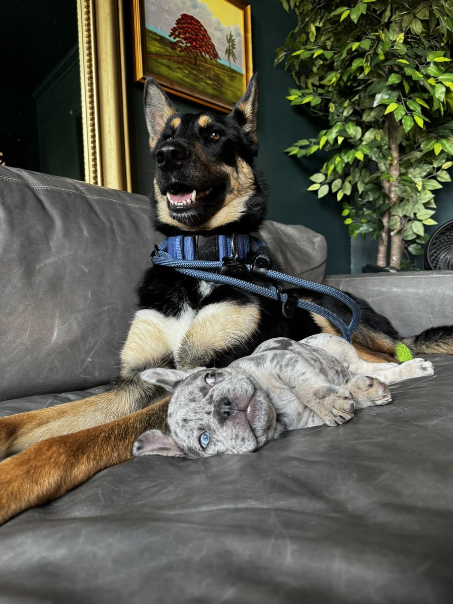 kaytorade's tweet image. i quit my 9-5 which like hell yeah but that also means perry won’t see his bff every day and that sucks 🥲