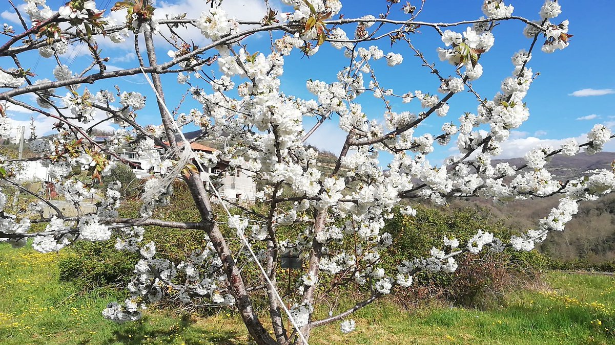 Voglio fare con te 
Ciò che la primavera
Fa con i ciliegi.
(P.Neruda)