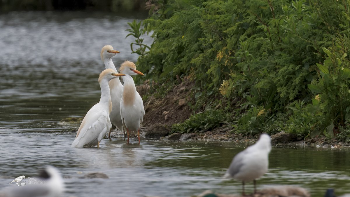 Terry Stevenson tweet media