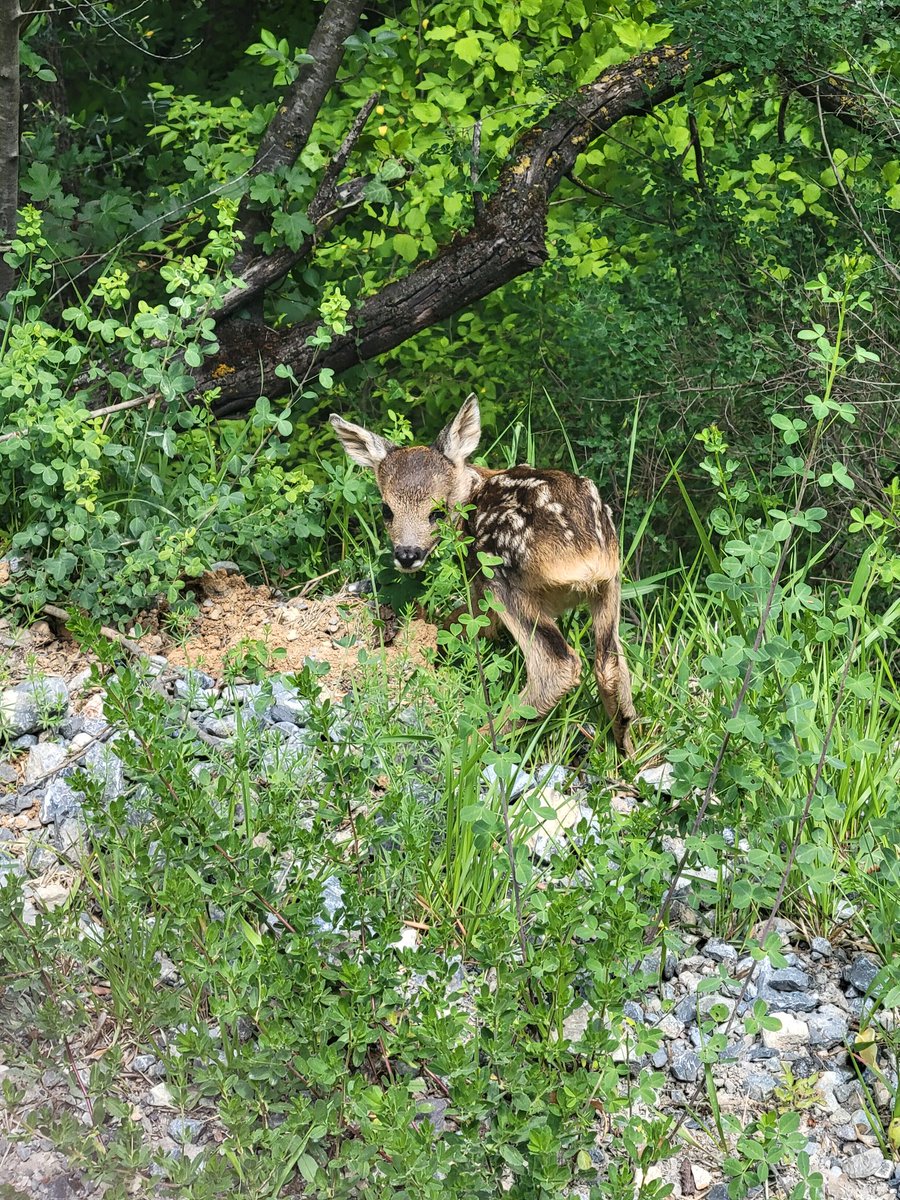 Une très belle rencontre sur la piste de Bancao à #BreilsurRoya.