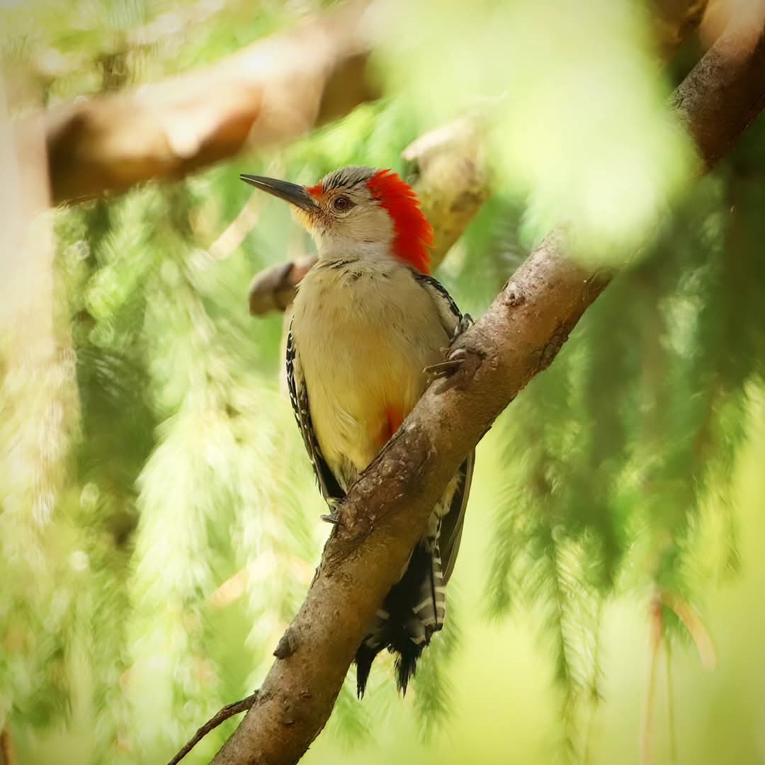 birdhouse_love's tweet photo. This female red-bellied woodpecker is simply stunning...
#femaleredbelliedwoodpeckers #simply #woodpecker #woodpeckers #stunning #simplystunning #birdsofohio #redbelliedwoodpeckers #redbelliedwoodpecker #ohiobirdworld #birding_daily #birdingdaily #dailybirdpic https://t.co/BMszLyybGO