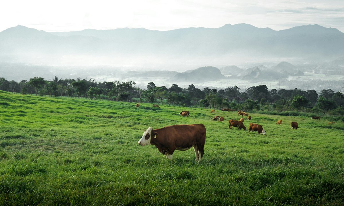 What does a just transition look like for livestock farmers? A new research initiative from Aleph Farms and Federation University explores how regenerative practices, cellular agriculture, and rural resilience can work together—not in competition, but in collaboration. 

Read