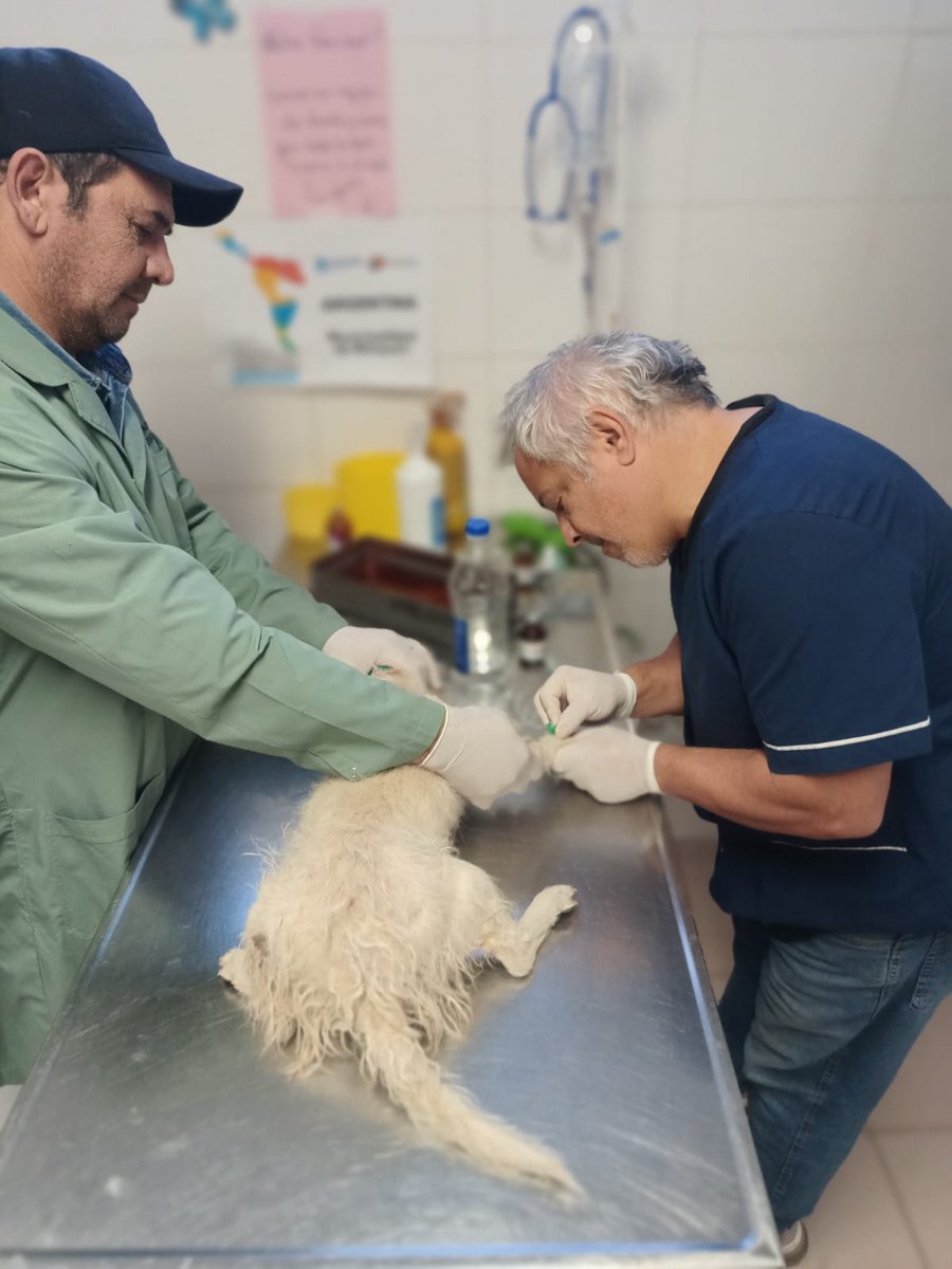 andreaferraciol's tweet photo. #Quirófanos #Castraciones 🐶🐱
🐈🐾 Continuamos con el #ControlPoblacional en nuestros quirófanos fijos y móviles🐾🐶
🏥 #PolíticaPública #SalubridadPública
@GiovanettL @DDHH_RI_CI @MarianoGaidoOk https://t.co/WHE8U2JM5F