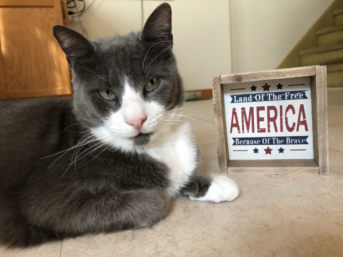 Happy Memorial Day! 🇺🇸Hope you all have a wonderful day!  It’s a beautiful sunny day. ❤️Teddy (&amp; Maggie) #tuxedo, #CatsOfX, #Adoptdontshop 
😽😻🐈‍⬛🐕🐾🐶🇺🇸🪖🎖️🇺🇸