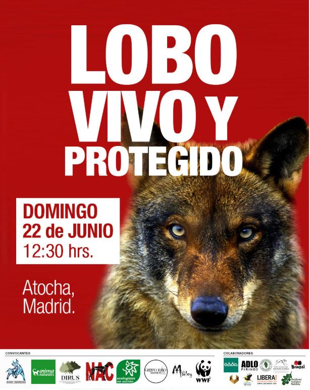 FAPASSPAIN's tweet image. ¡Ayúdanos a difundir y únete a nosotros para defender al lobo!📷
¡NO A LA CAZA DEL LOBO! ¡NO A LOS CONTROLES POBLACIONALES DE LA ESPECIE EN TODA ESPAÑA!
#ManifestacionLobo
#LoboVivoYProtegido
#NOALaCazaDelLobo