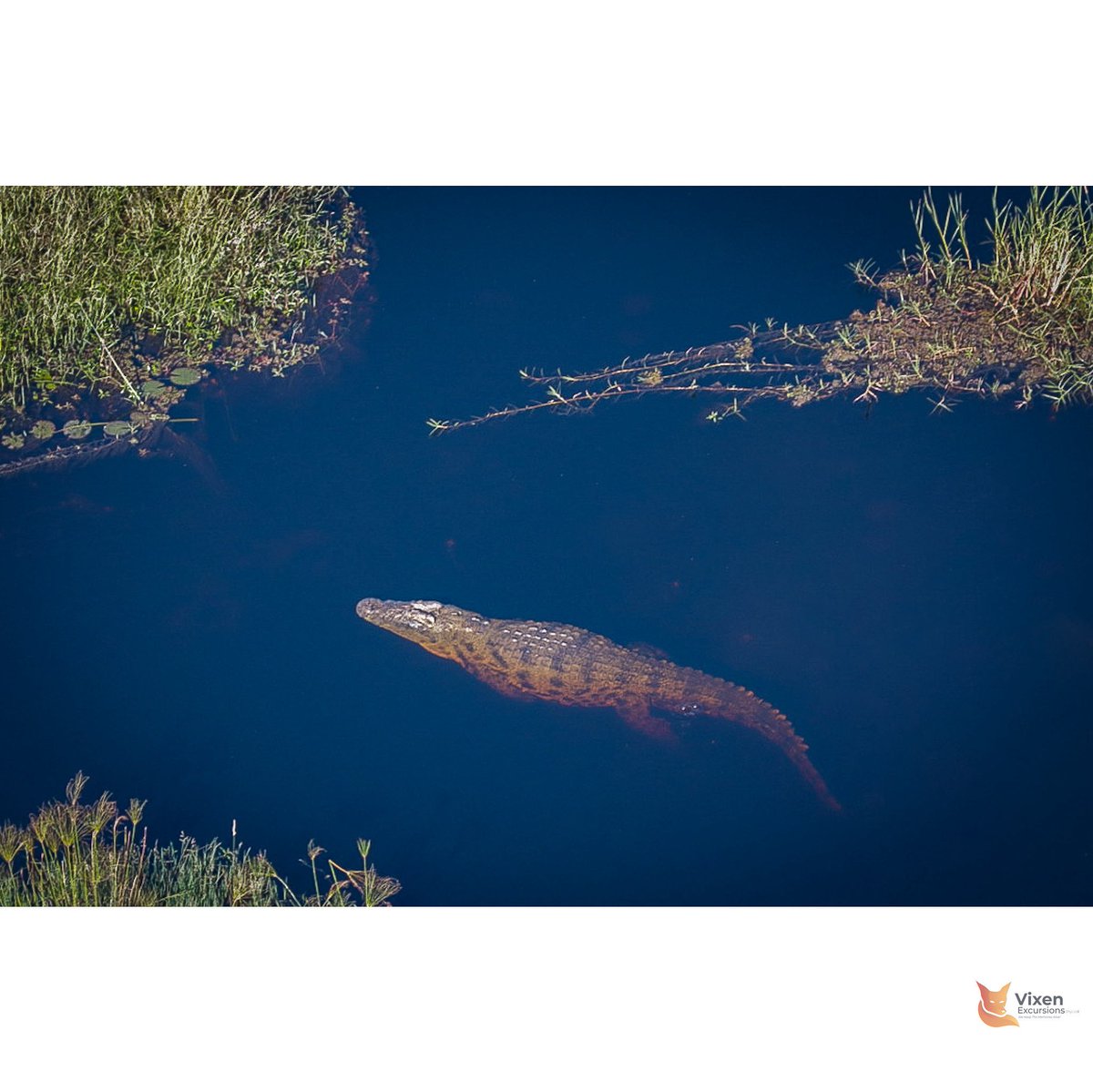 Gliding silently beneath the surface — this Nile crocodile was captured from a doors-off scenic flight over the Okavango Delta. A raw, immersive perspective that brings you eye-to-eye with nature from above. 🐊 

📸 Book your flight through us.

📧 admin@vixenexcursionsafrica.com