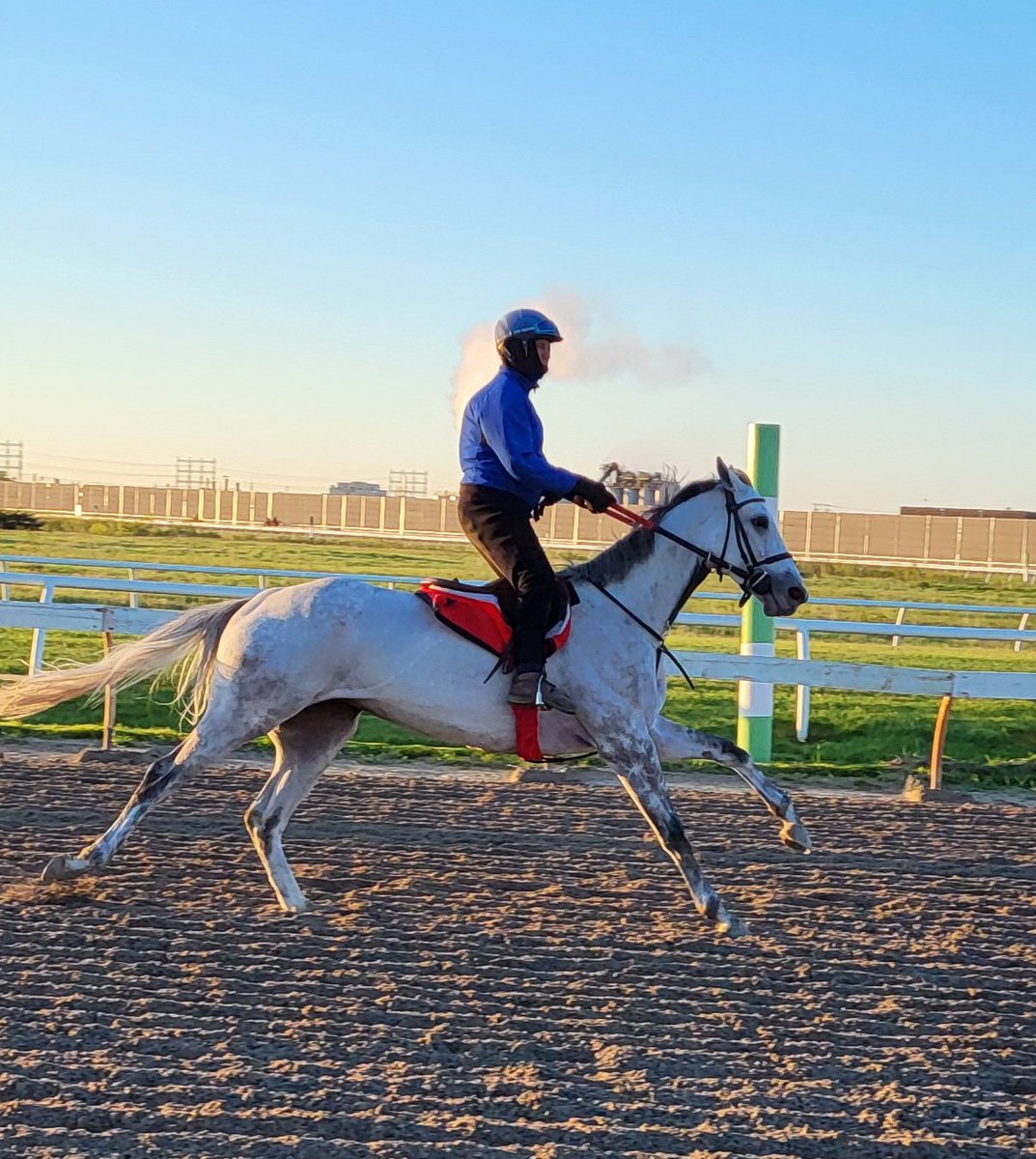 jensblog's tweet photo. Finally beautiful weather in the morning @WoodbineTB . #hotwalker #horsetherapy https://t.co/UC0FjpRjD4