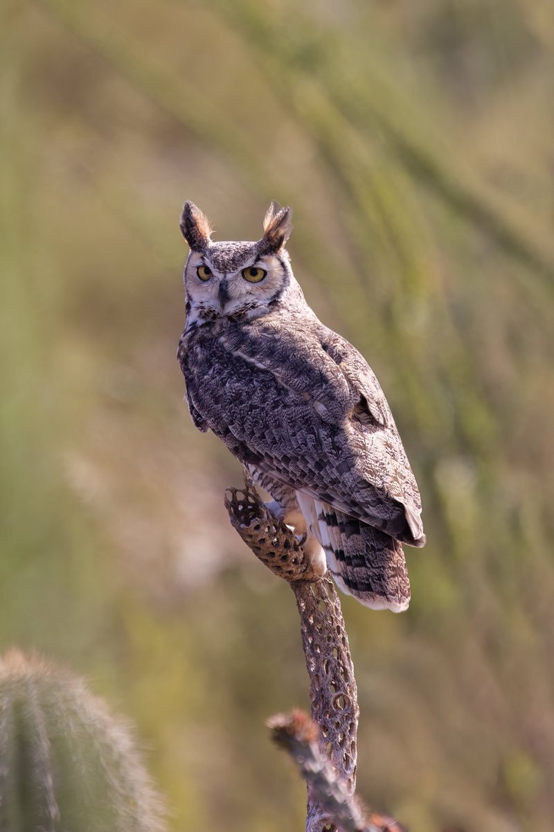 Great Horned Owl, Arizona #birdphotography #BirdsOfTwitter #birdwatching #BBCWildlifePOTD #nature #NaturePhotography #wildlifephotography #wildlife #TwitterNatureCommunity #twitterbirds #BirdTwitter #naturelovers #BirdsSeenIn2025 #BirdsOfX #NatureLovers #natureworld