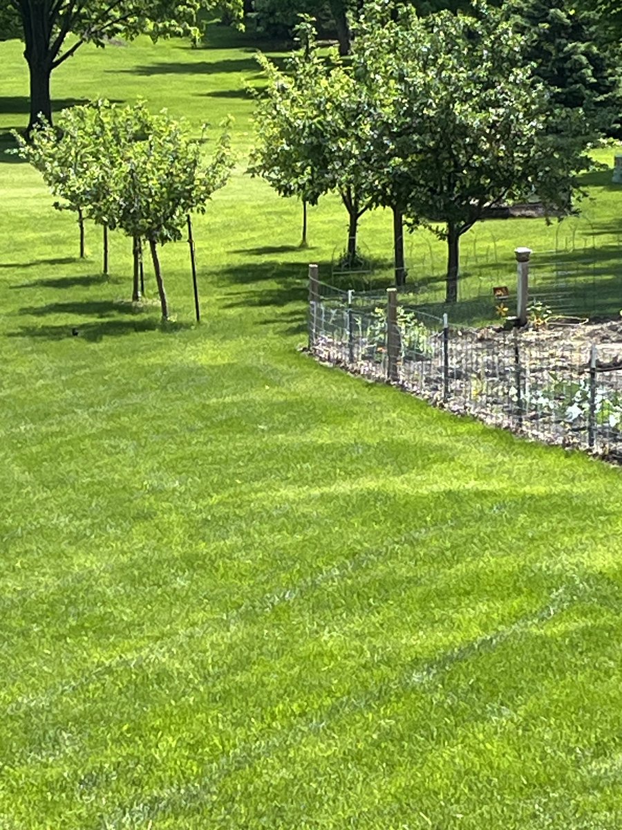 Some operator error on fertilizer pass this spring. First world problems