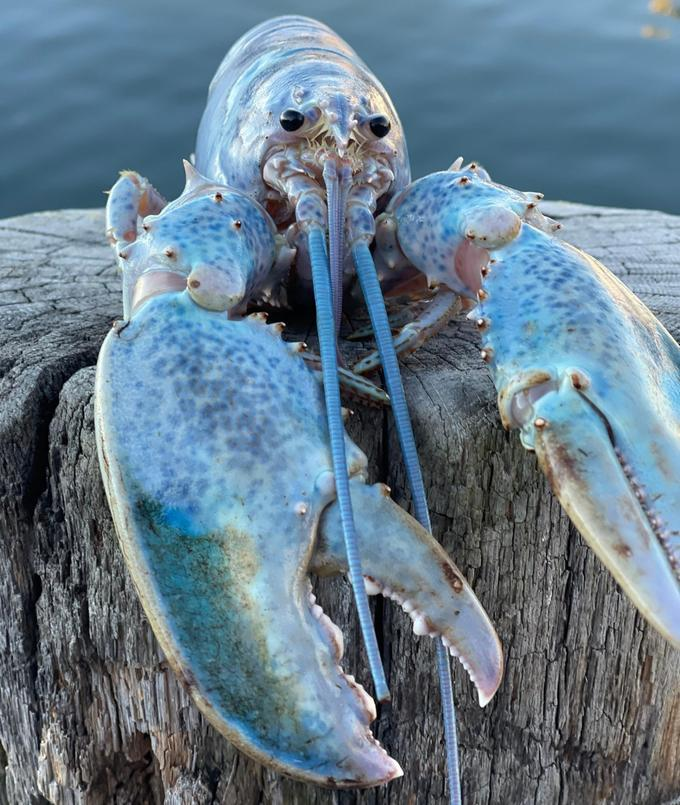 Blue Lobster Jumpscare (2021)