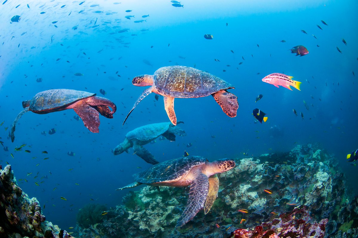 Accor Group (@accor) on Twitter photo We’re proud to mark one year of Novotel’s international partnership with <a href="/WWFFrance/">WWF France 🐼</a>, a strategic commitment to protecting ocean health.
This year, Novotel advances its efforts with sustainable seafood sourcing, plant-forward menus, team training, and marine conservation We’re proud to mark one year of Novotel’s international partnership with <a href="/WWFFrance/">WWF France 🐼</a>, a strategic commitment to protecting ocean health.
This year, Novotel advances its efforts with sustainable seafood sourcing, plant-forward menus, team training, and marine conservation