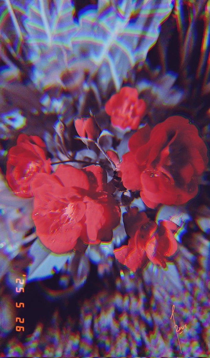 RukaniaChan's tweet photo. 🌹 https://t.co/gjXqVDVIMo