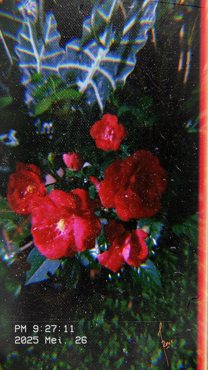 RukaniaChan's tweet photo. 🌹 https://t.co/KsYxjYzb3B