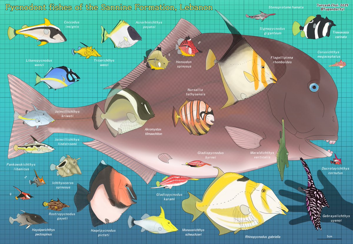 Finally Colored!
All Haqel(Lebanon) Pycnodont fishes.
#paleoart