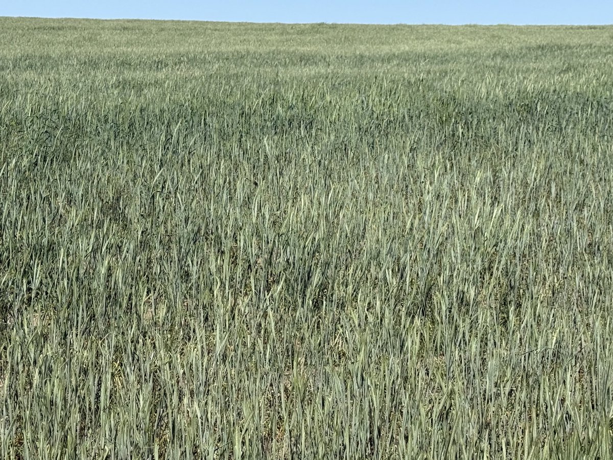 Weisgerber farms tweet media