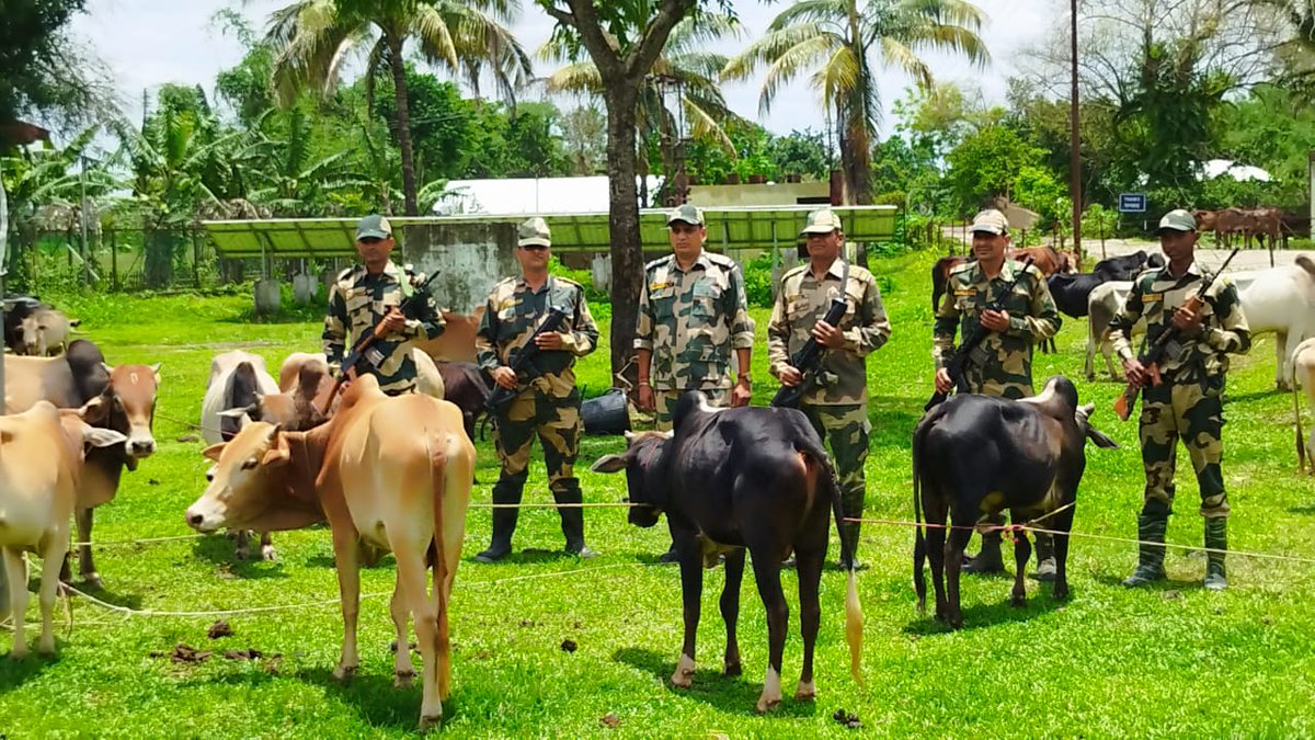 MehakOfficial8's tweet image. #BSFMeghalaya ने जवानों की सतर्कता और तेज़ कार्रवाई से सीमा पर तस्करी को रोकने में एक बड़ी सफलता मिली है। ऐसी कार्रवाइयों से न केवल तस्करों को आर्थिक झटका लगता है, बल्कि सीमावर्ती क्षेत्रों में सुरक्षा और विश्वास भी मज़बूत होता है। 🙌 #CattleSmuggling #indianbordersecurity