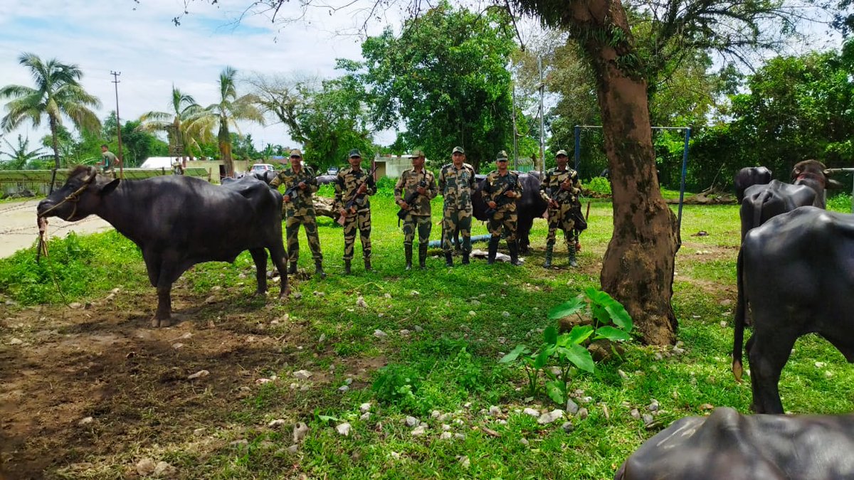 MehakOfficial8's tweet image. #BSFMeghalaya ने जवानों की सतर्कता और तेज़ कार्रवाई से सीमा पर तस्करी को रोकने में एक बड़ी सफलता मिली है। ऐसी कार्रवाइयों से न केवल तस्करों को आर्थिक झटका लगता है, बल्कि सीमावर्ती क्षेत्रों में सुरक्षा और विश्वास भी मज़बूत होता है। 🙌 #CattleSmuggling #indianbordersecurity