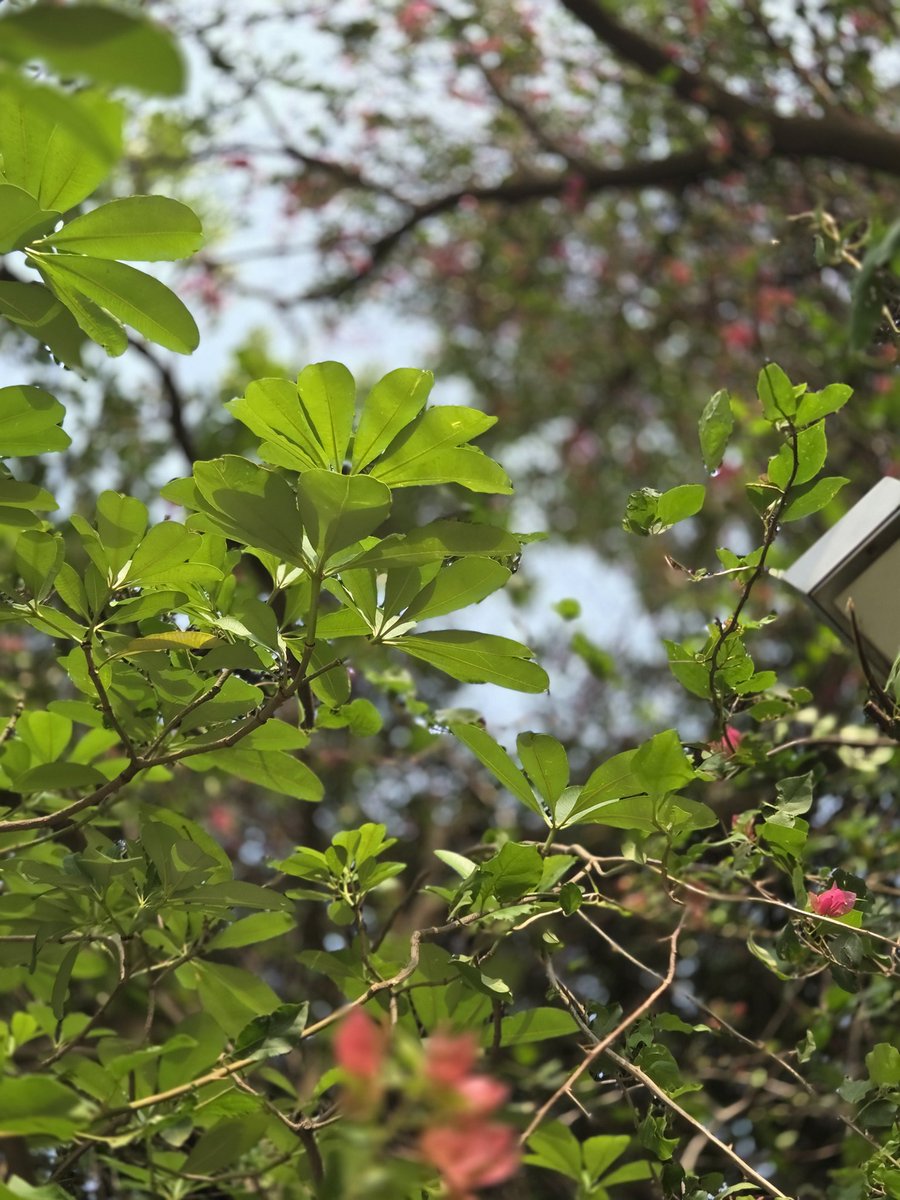 Muted Pinks :)

#nature #photography #ThePhotoHour