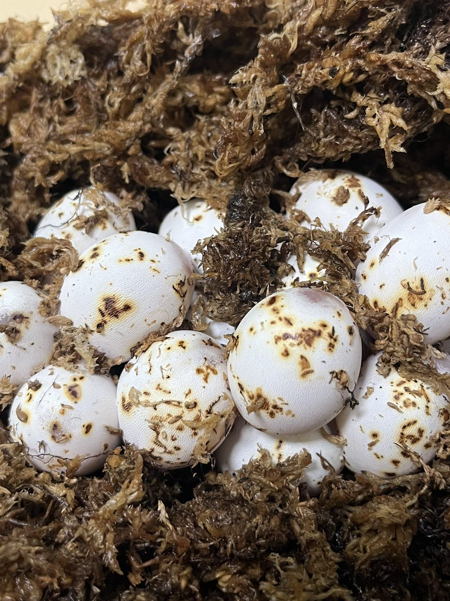 卵の状態もまずまずですな☺️

 #コーンスネーク #フトアゴ #爬虫類好き #Port