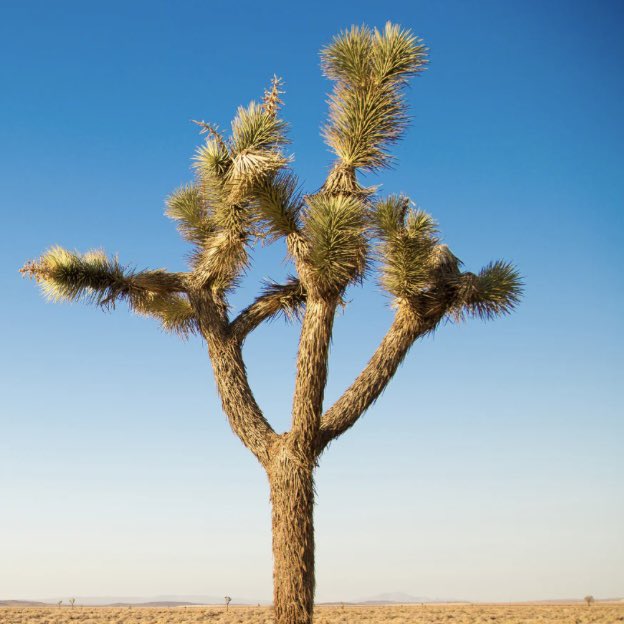 omrworm's tweet photo. omar wearing joshua tree earrings for fluid promo is crazy cause theyre botanically classified as succulents, BUT in dry ecosystems they're considered "trees of the desert" despite not having woody trunks. i hate joshua "trees," but ill allow them this time cause i love symbolism https://t.co/bAsWGvu3VR