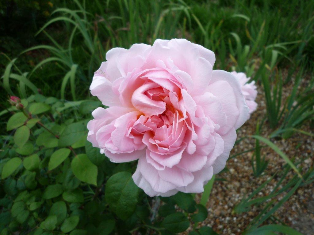 GreenKnoweManor's tweet image. May and June are particularly good times to visit the #GreenKnowe garden. The #Irises are out (though sadly not for long) and soon the #OldRoses will be blooming greenknowe.co.uk
Photos: Kevin Swales