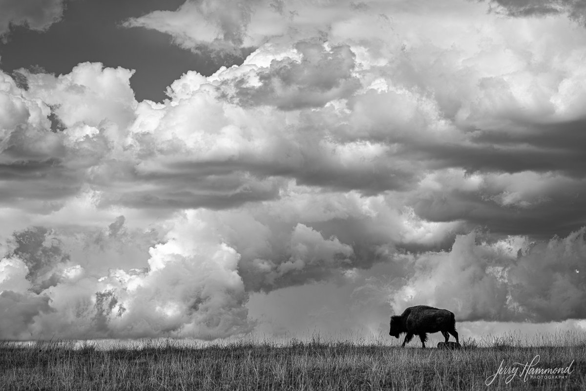 "Oh give me a home, where the **bison** roam....."  I just can't sing it the same knowing there are no buffalo in the US.