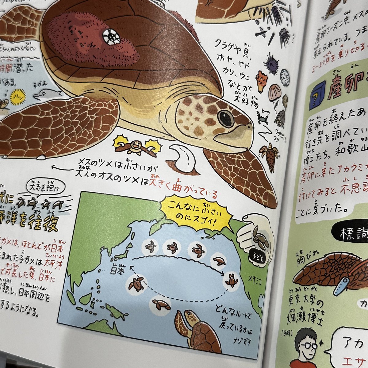 「生き物の生態図鑑」
わたしにとって、きのしたちひろ氏は鮭の婚姻色とウミガメの追跡研究〜 本物の研究者はイラストが正確で説明がとても分かり易いんだナァ!!内容が詰まりすぎてて呆然としてしまう1冊✨ 