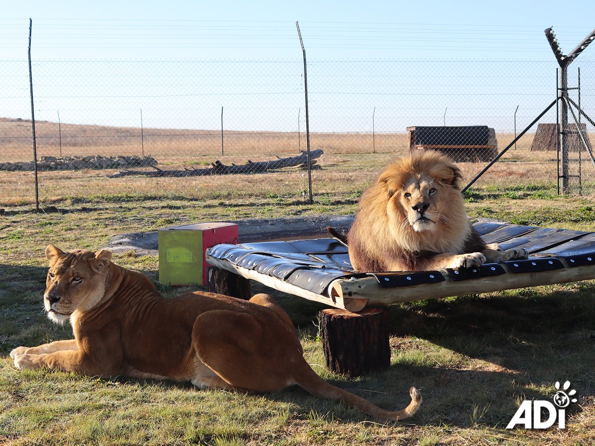 CORALIE &amp; GOLIATH LAZE IN THE AFRICAN SUNSHINE. Rescued French lions Coralie and Goliath are settling in at the ADIWS. We knew they loved their trampoline at Tonga Terre d'Accueil and so replicated it in the feeding camp of the quarantine unit. Sure enough they are loving it!