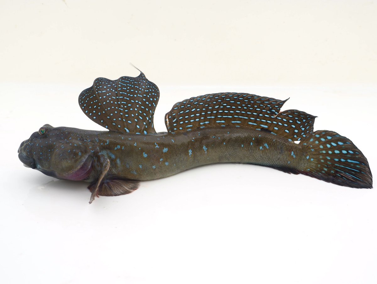ムツゴロウ鰭ピンのツボがあることがわかった
白バット向きの魚やね