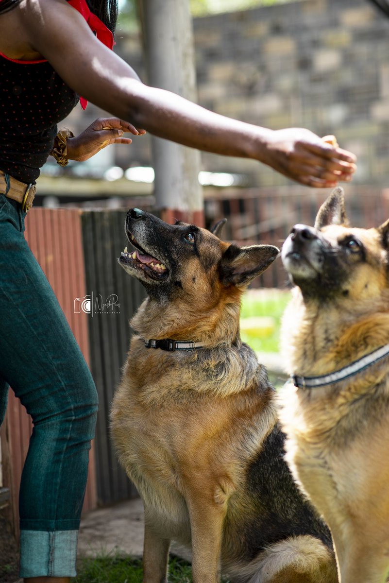 Why Pets are great for Mental Healing...
Ever feel like your pet just knows when you’re upset?
Your dog (&amp; cat) reads your emotions through their limbic system, the same emotional brain you have. That’s why they’re so good for your mental health.
➳➳ tinyurl.com/4rys9h4r