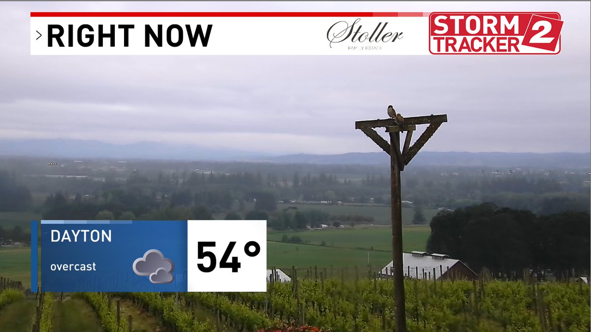 ON PATROL:  I captured this photo of a couple of hawks surveying the vineyards at Stoller Family Estates. Skies are generally overcast w/ some some sprinkles passing through this morning. The afternoon will be drier and partly cloudy. Rest of the week? MUCH warmer and mainly dry!