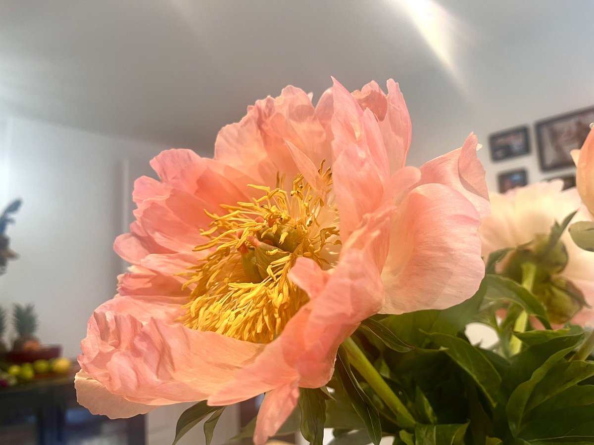 YanZ_CC's tweet photo. From this to these — life is a miracle, and every ordinary life deserves its own splendor and chance to bloom. https://t.co/KJojnfdFJM