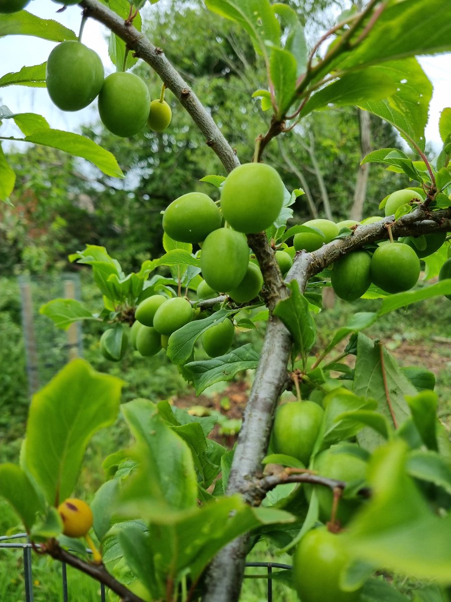 fruitnutvillage's tweet image. A fun #BankHolidayMonday morning at #KingdomForestGarden today. We are coping with the plant growth... but we can always use more people! 16 people today... but we can find work for many more. We're back on 2nd June 25.