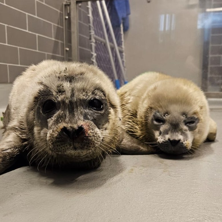 Zeehondencreche's tweet photo. Tomorrow at around 11:30 (19:30 Japanese time) Laurie and Pieter will have their very first swim. Watch it live on our Phase 1 livestream: https://t.co/9zRnR3nwWK https://t.co/2dioPBxLhZ