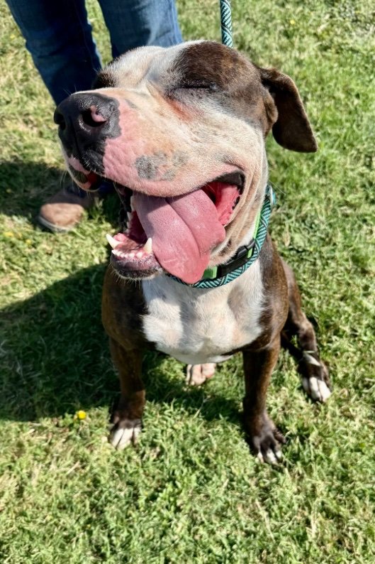 MOBI #A380891 6yo 
Cute little hunk,a bit unsure of himself,but in a loving home,he will thrive
Darling boy,easy going, gentle,never pushy or rough
He just wants a home &amp; someone to love him forever
PLZ #ADOPT #FOSTER OR #PLEDGE TO ATTRACT A🛟  #CorpusChristi
RUNNING OUT OF TIME
