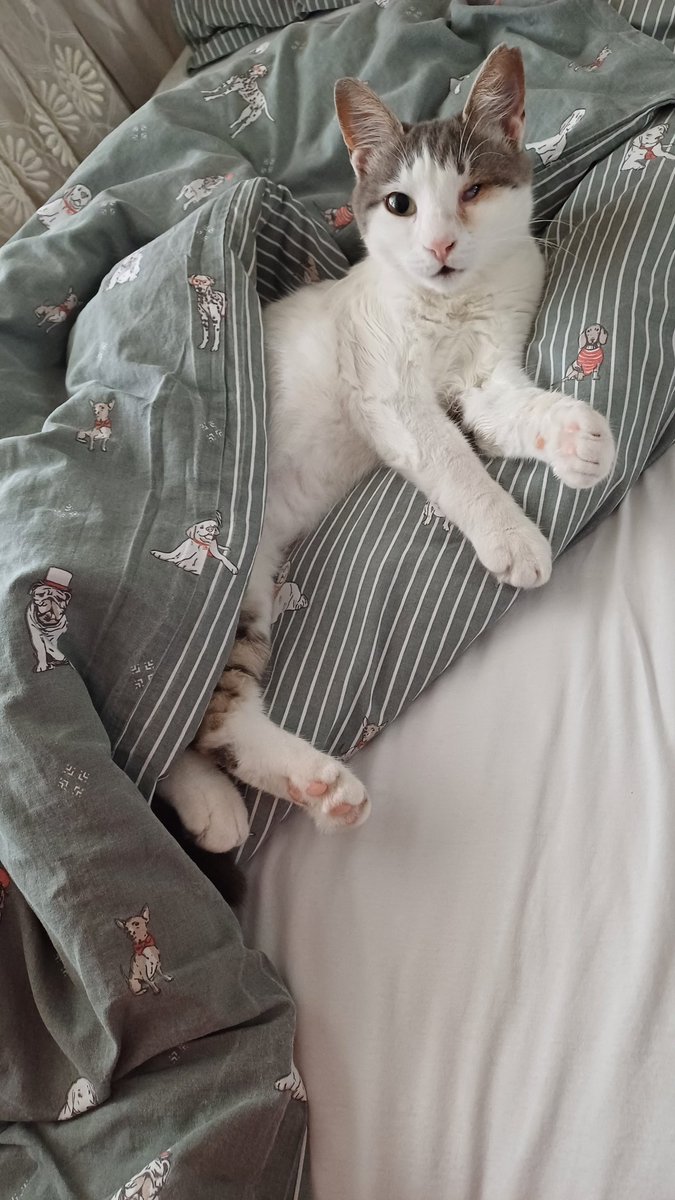 caaceyli's tweet photo. Merhaba, Suzanın gözü pek iyiye gitmiyo, önerebileceğiniz göz konusunda uzman bir veteriner var mı? Ataşehirde bir göz kliniği var ama kötü yorumlarında dolayı emin olamadım tavsiye verecek biri olursa çok memnun olurum. 🙏 https://t.co/hGx6UqBs6W
