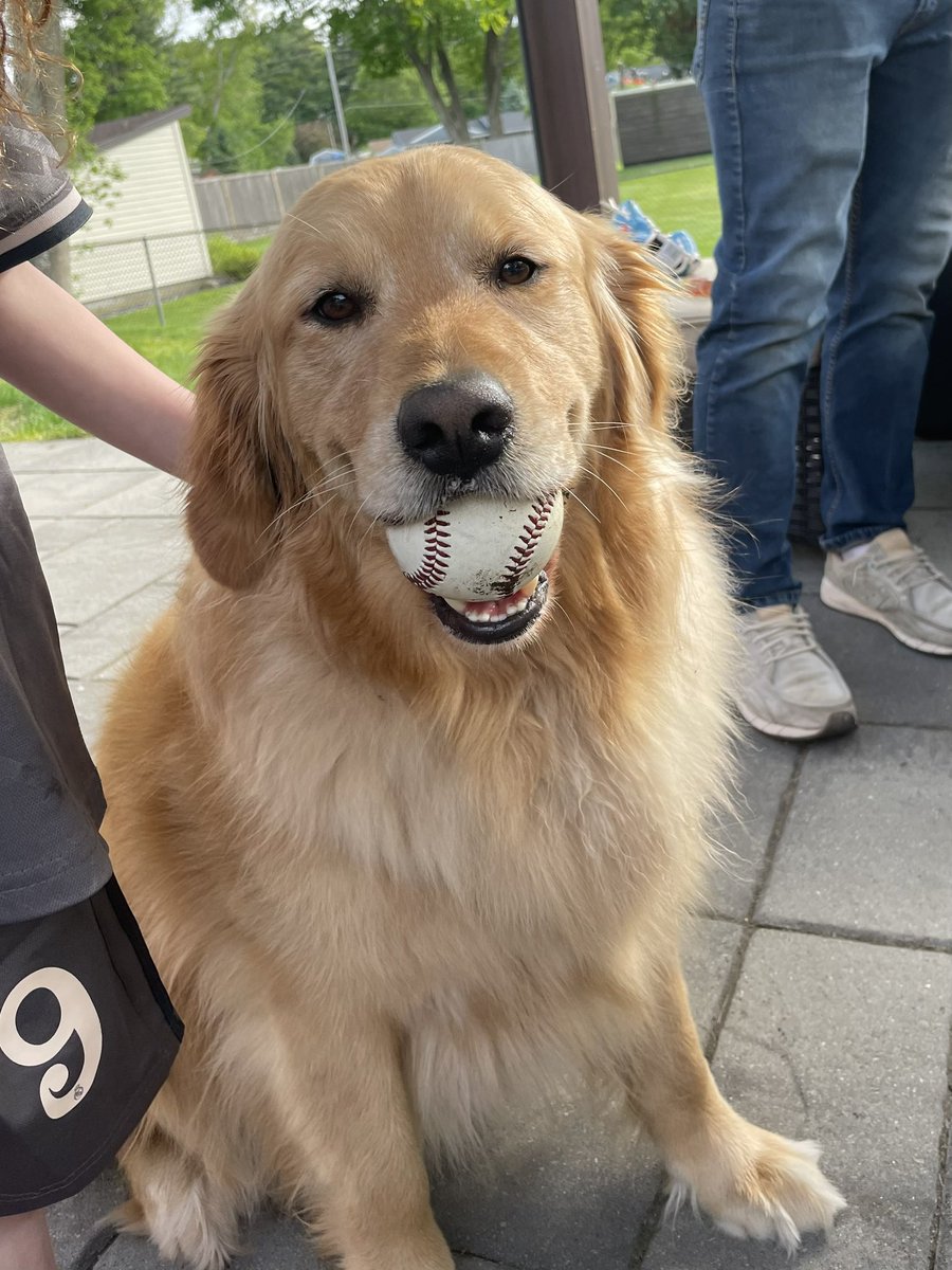 SnickersAnn13's tweet photo. Hi frens…Chester here….I wons the baseball game! Wishing everyone a safe &amp; happy Memorial Day. ⚾️⚾️ #MemorialDayWeekend #goldenretriever @bberns_dmb @lynn2wine @WalterTheGolden @Ok_Solly @SLBake1031 @GoldretrieverUS @WonderSadie @LynnRucker8 @bunsenbernerbmd @Huckhound14 https://t.co/7x7arno0PG